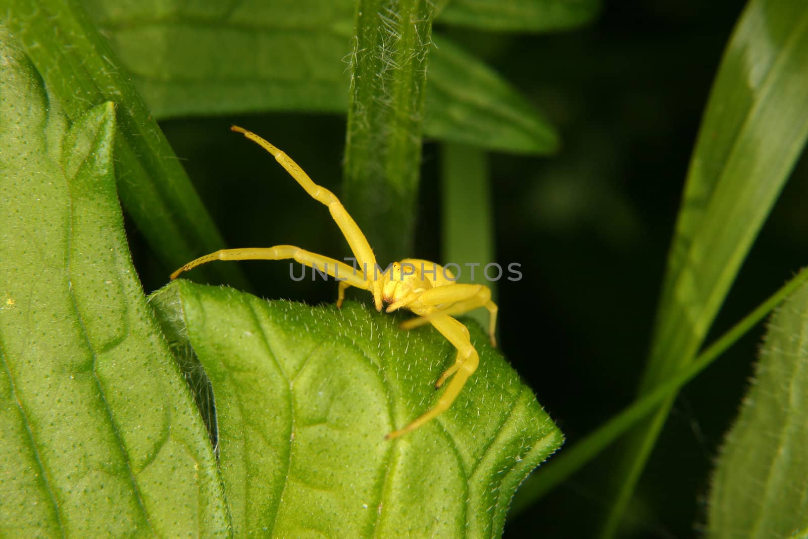 Goldenrod crab spider (Misumena vatia) by tdietrich