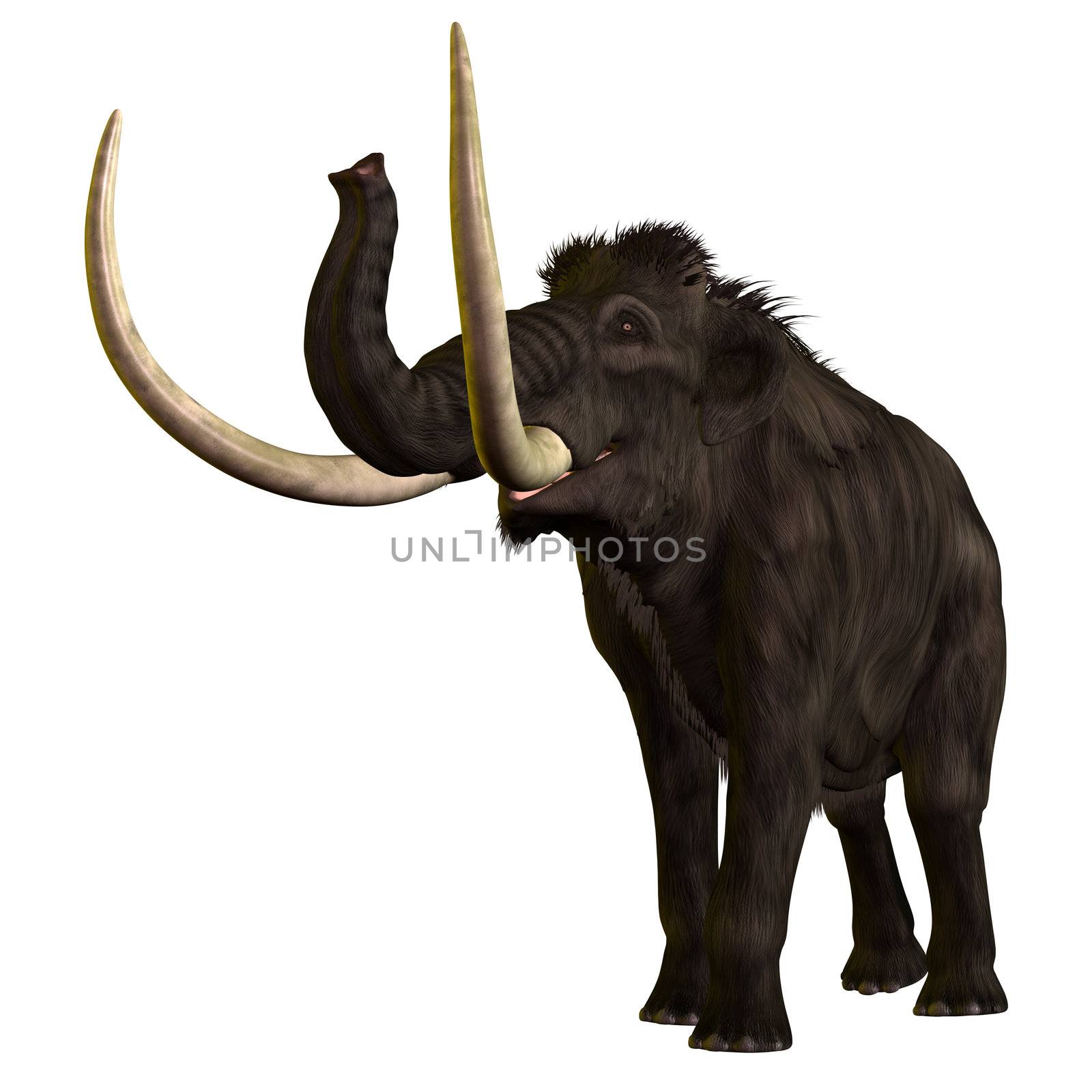 The Woolly Mammoth is an extinct elephant like giant from the Pleistocene Period of Earths history. Its fossils have been found in Siberia, North America and northern Eurasia.