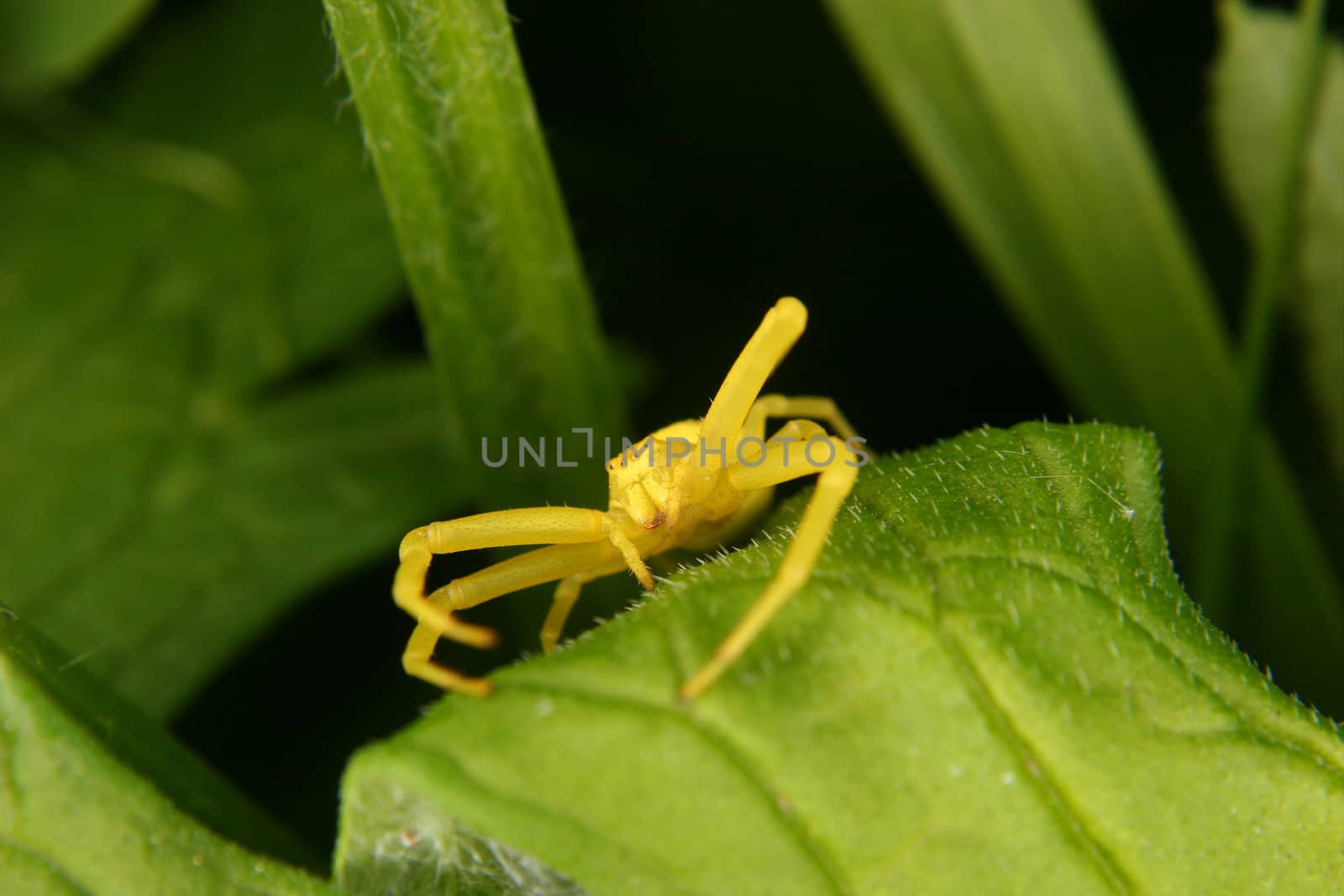 Goldenrod crab spider (Misumena vatia) by tdietrich