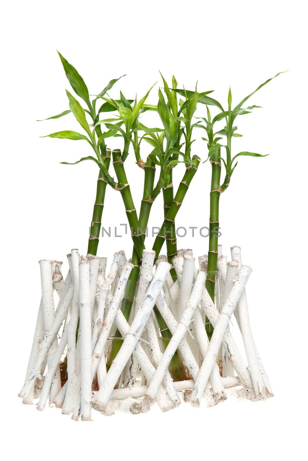 Green bamboo isolated on white background.