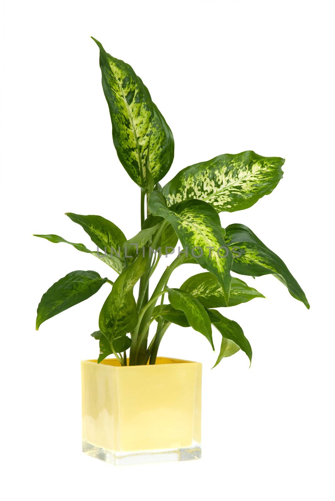 Houseplant in yellow glass pot isolated on white background.