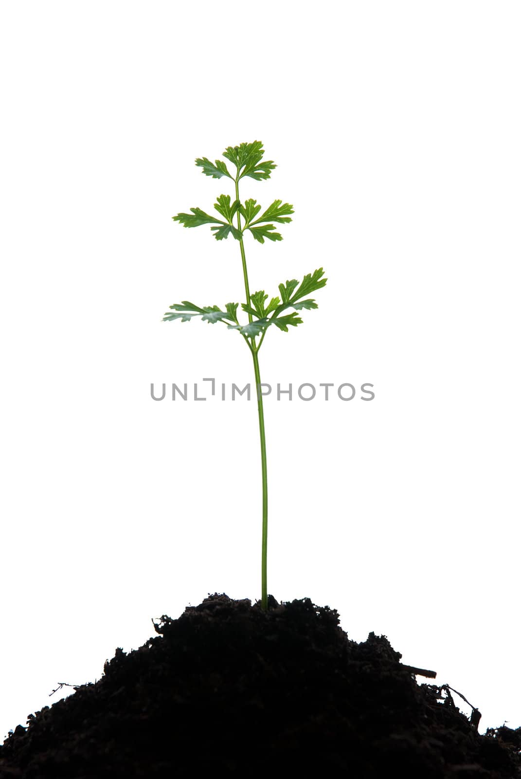 Young green plant isolated on  white background.