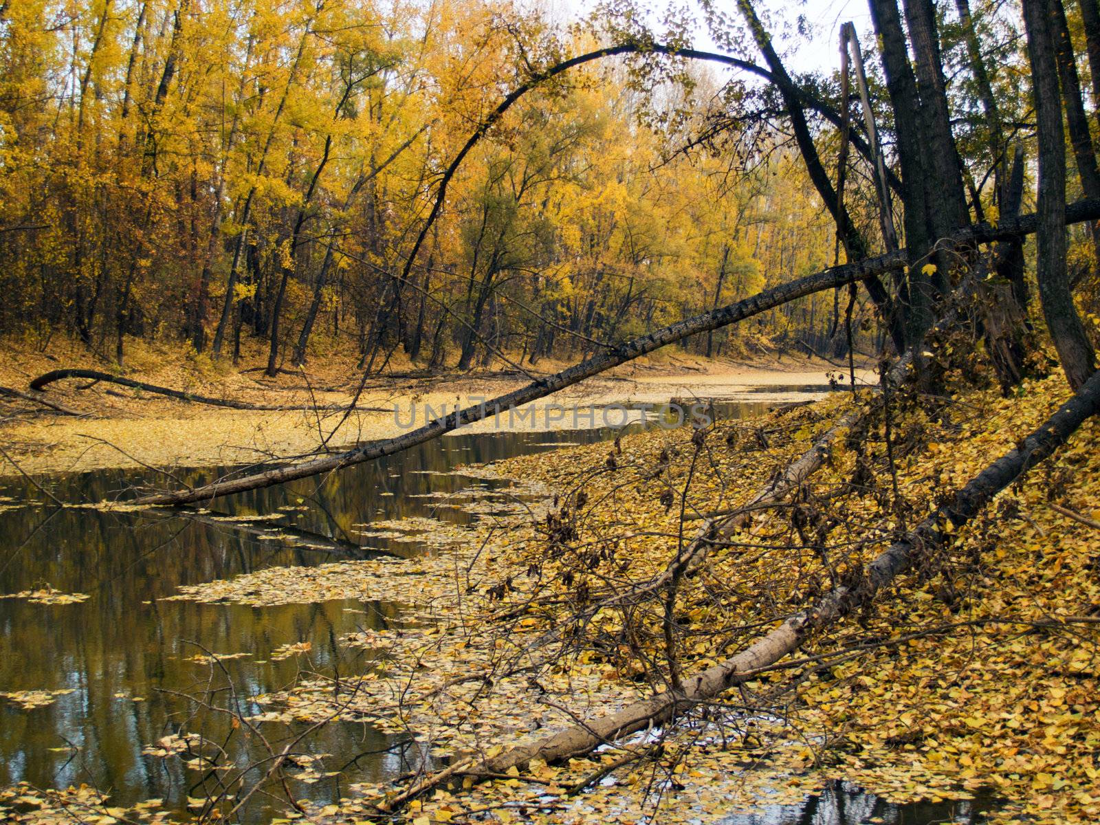 middle of autumn, Indian summer in the south of Western Siberia