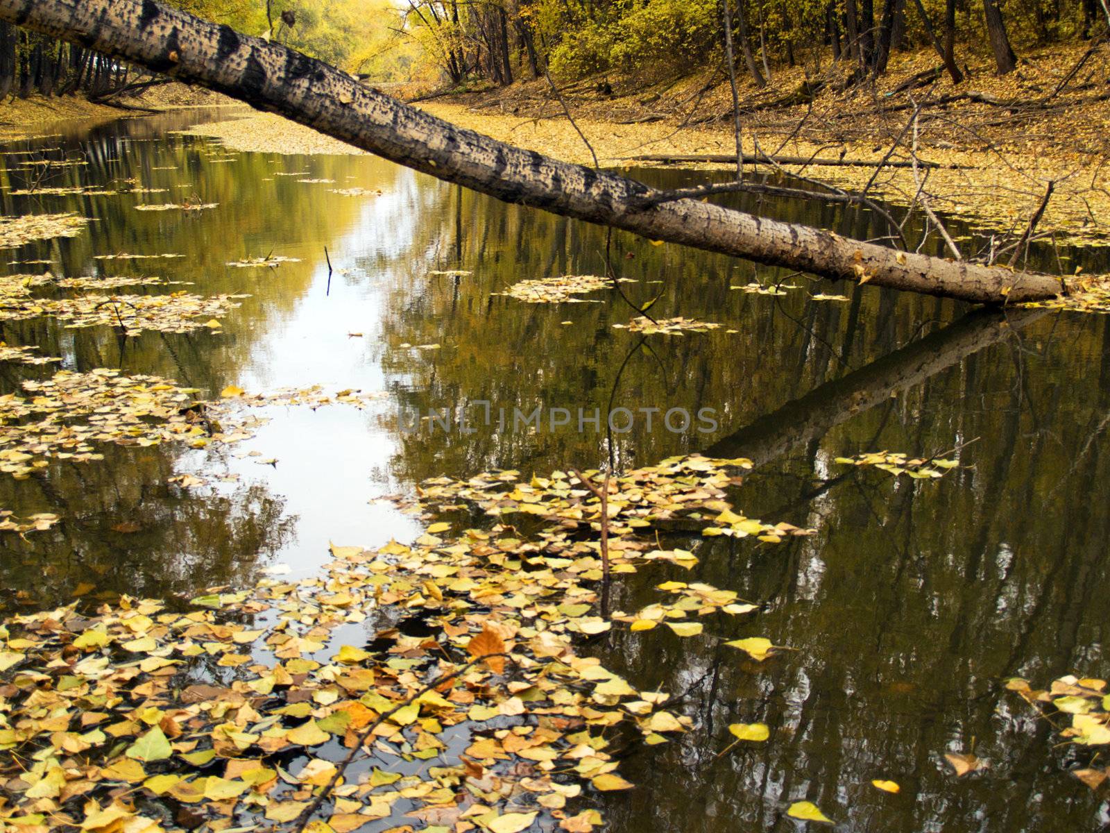 middle of autumn, Indian summer in the south of Western Siberia