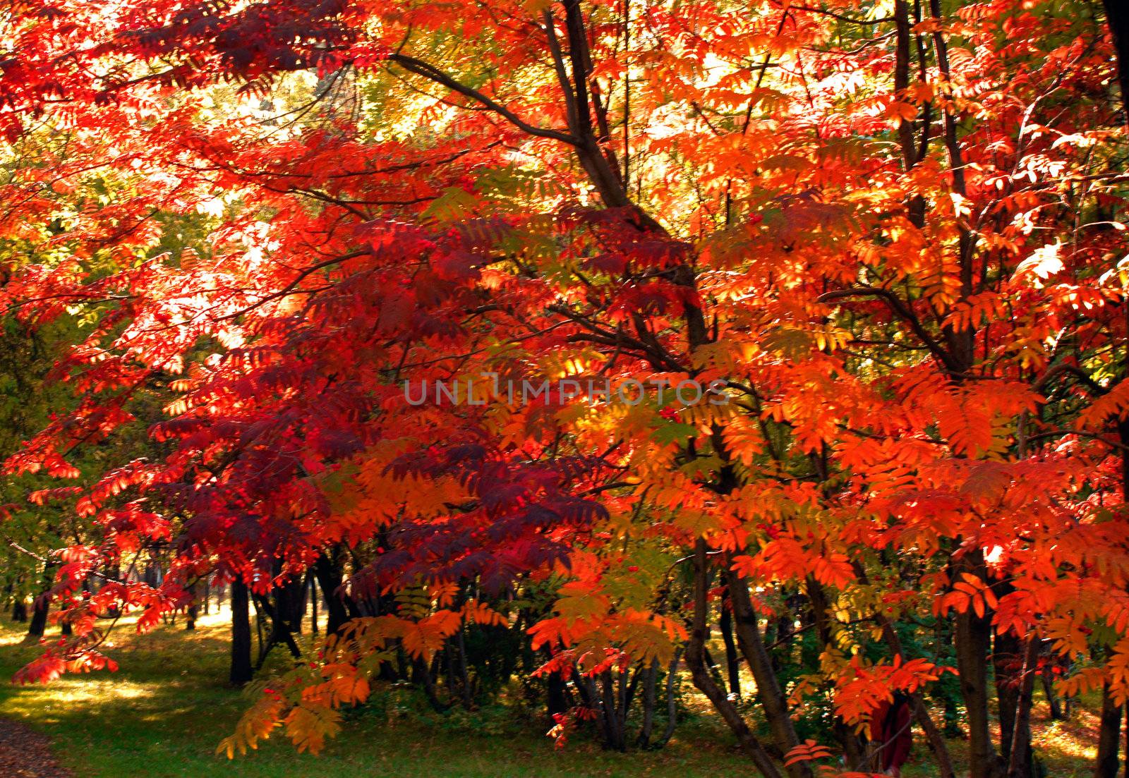 middle of autumn, Indian summer in the south of Western Siberia