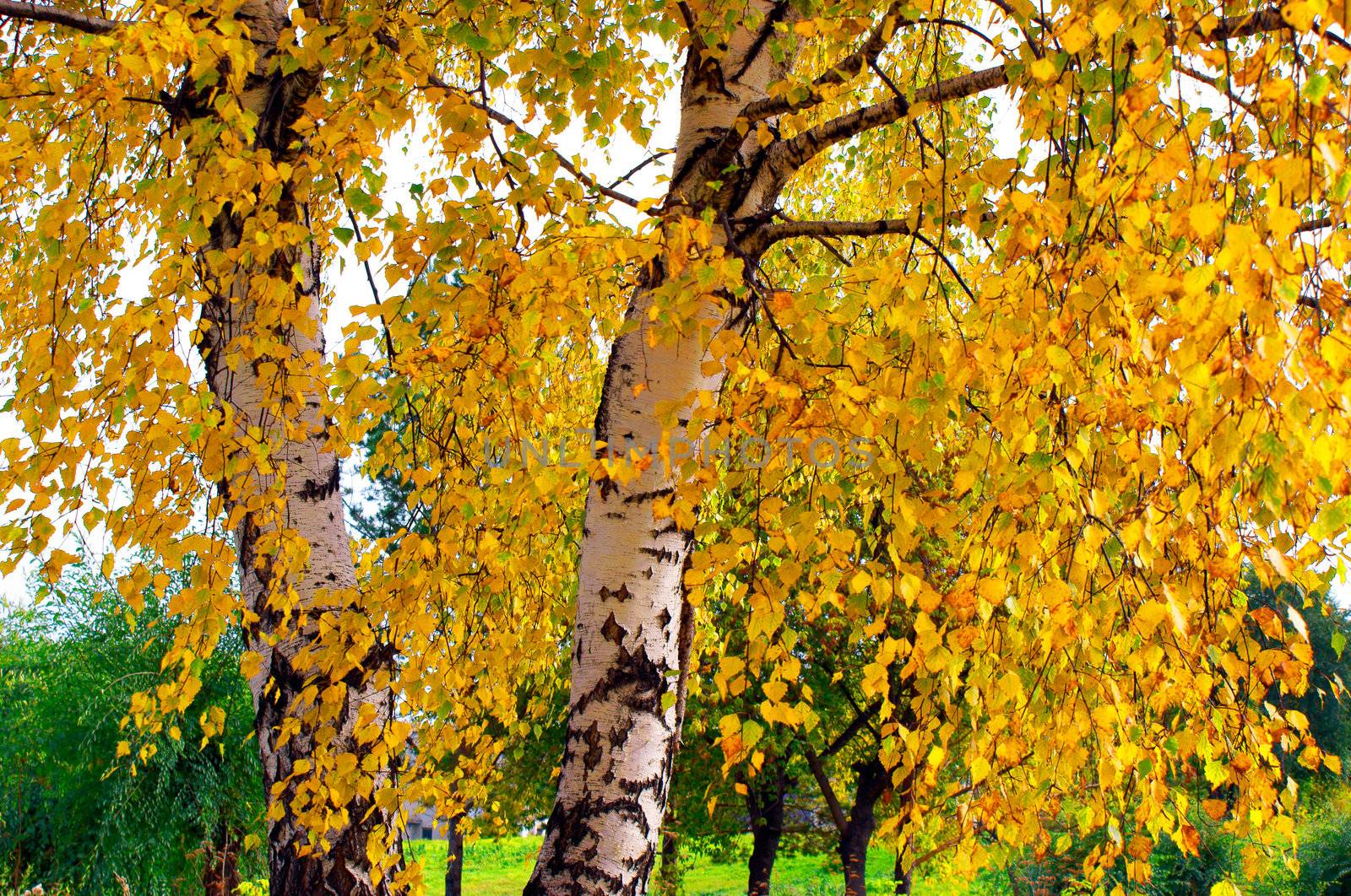 middle of autumn, Indian summer in the south of Western Siberia