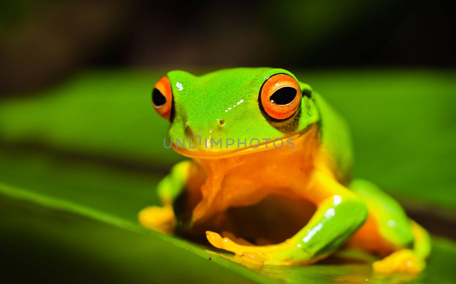 A macro shot of a beautiful Orange thighed Treefrog, Litoria xanthomera, sitting on a leaf. 