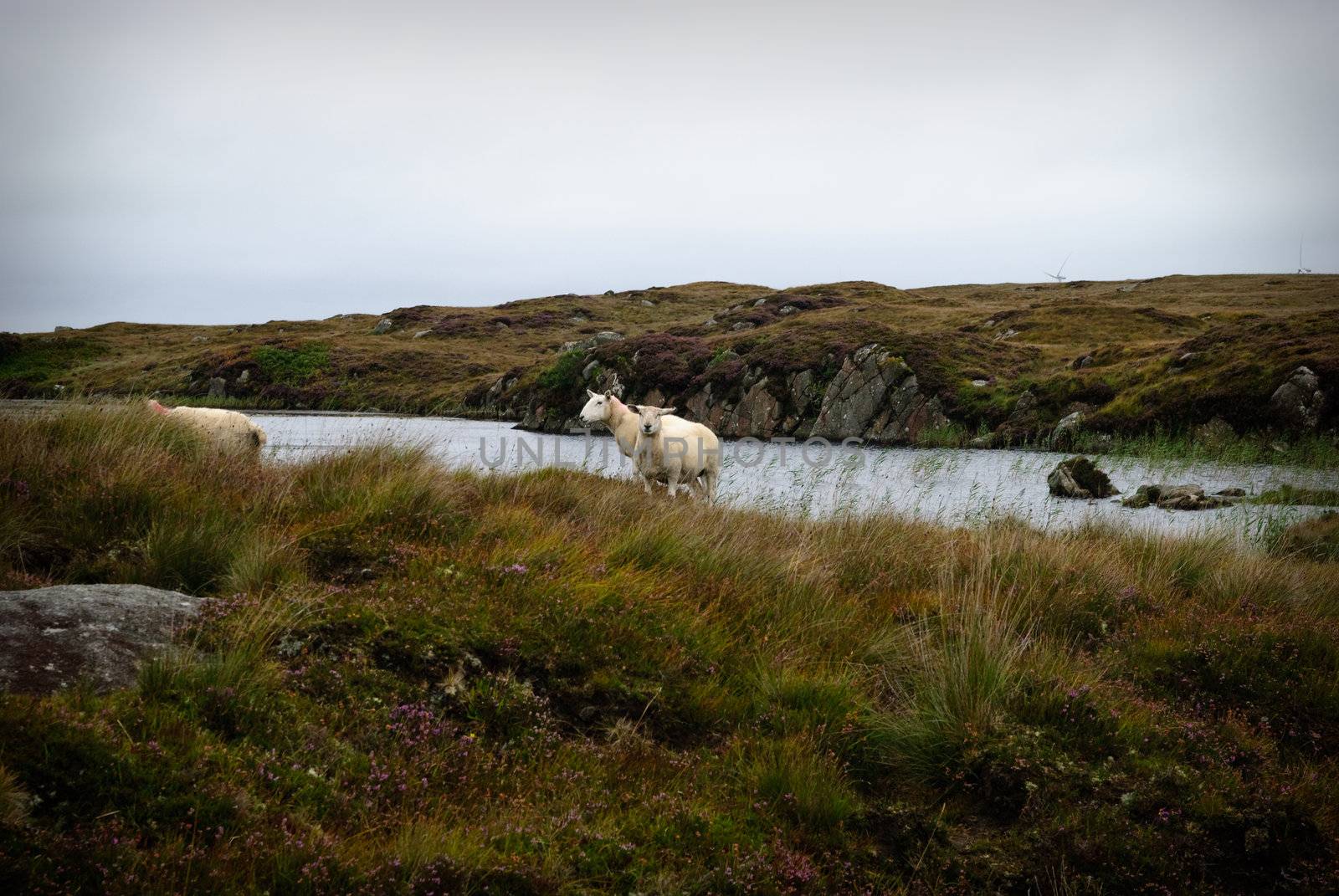 beautiful landscape in Ireland