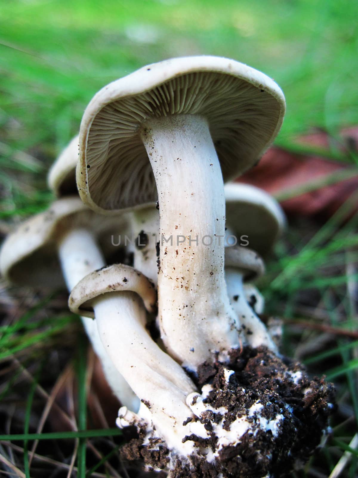 Group of white mushrooms over green grass
