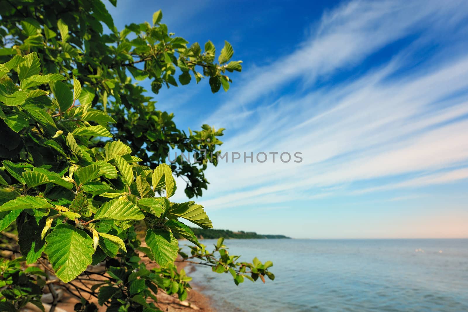 Green branches of bushes on the sea coast