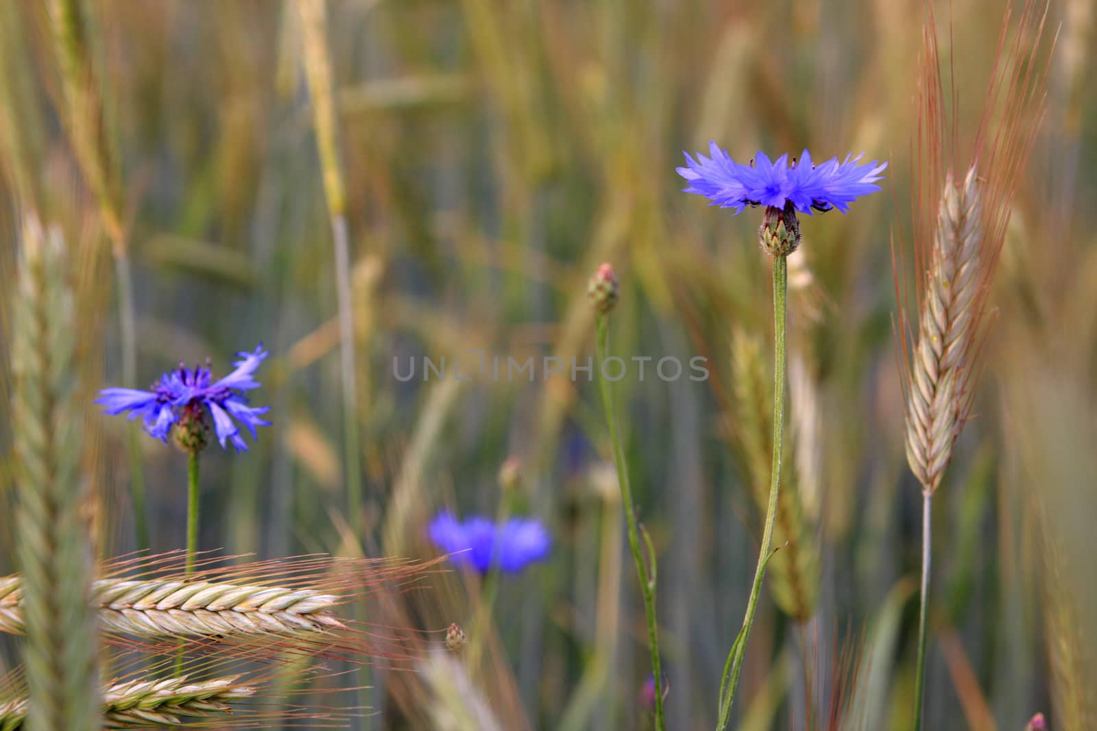 photo of bluebottle blossoms in a wheat field