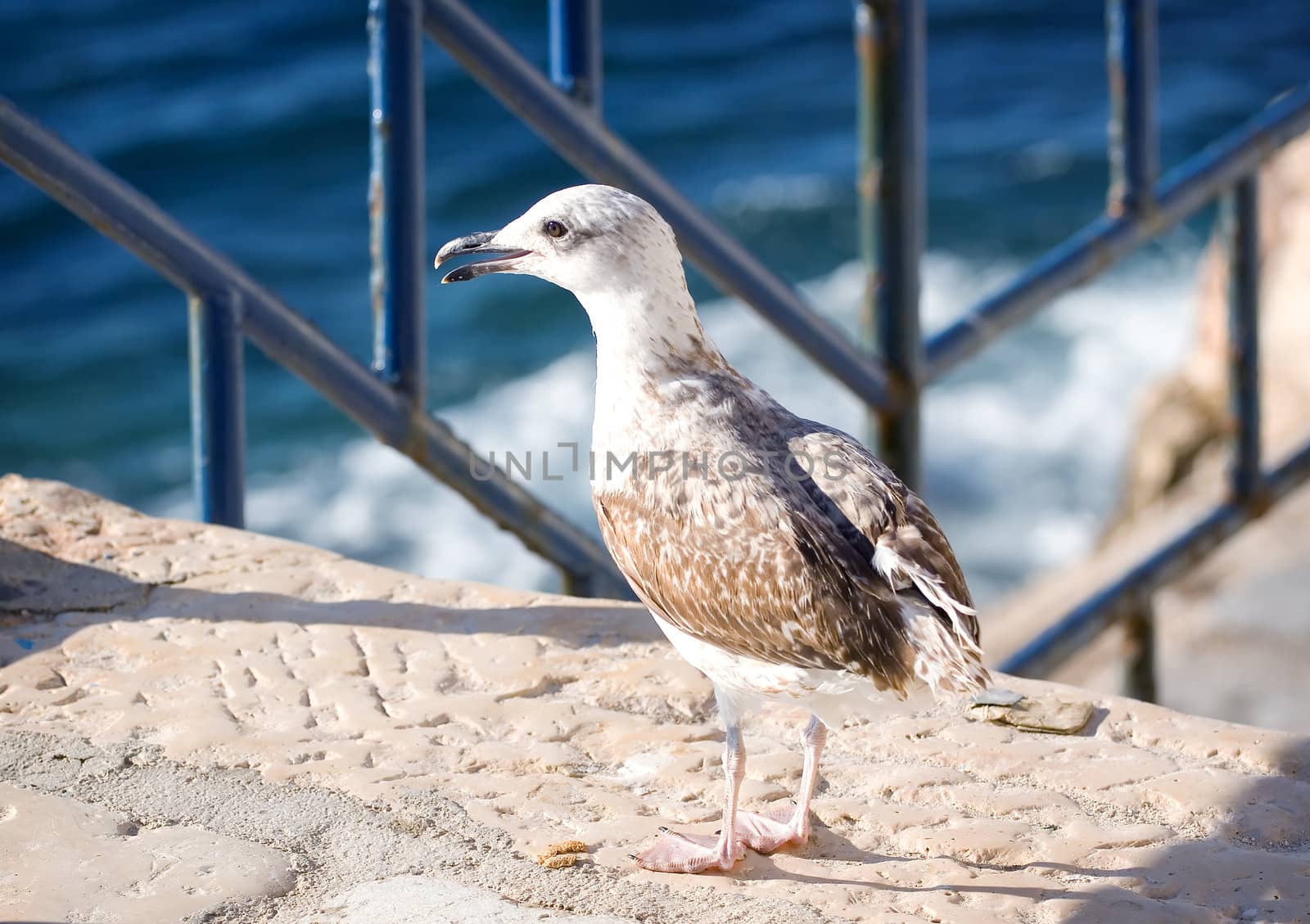 Seagull on the top of the stone stairs near the beach