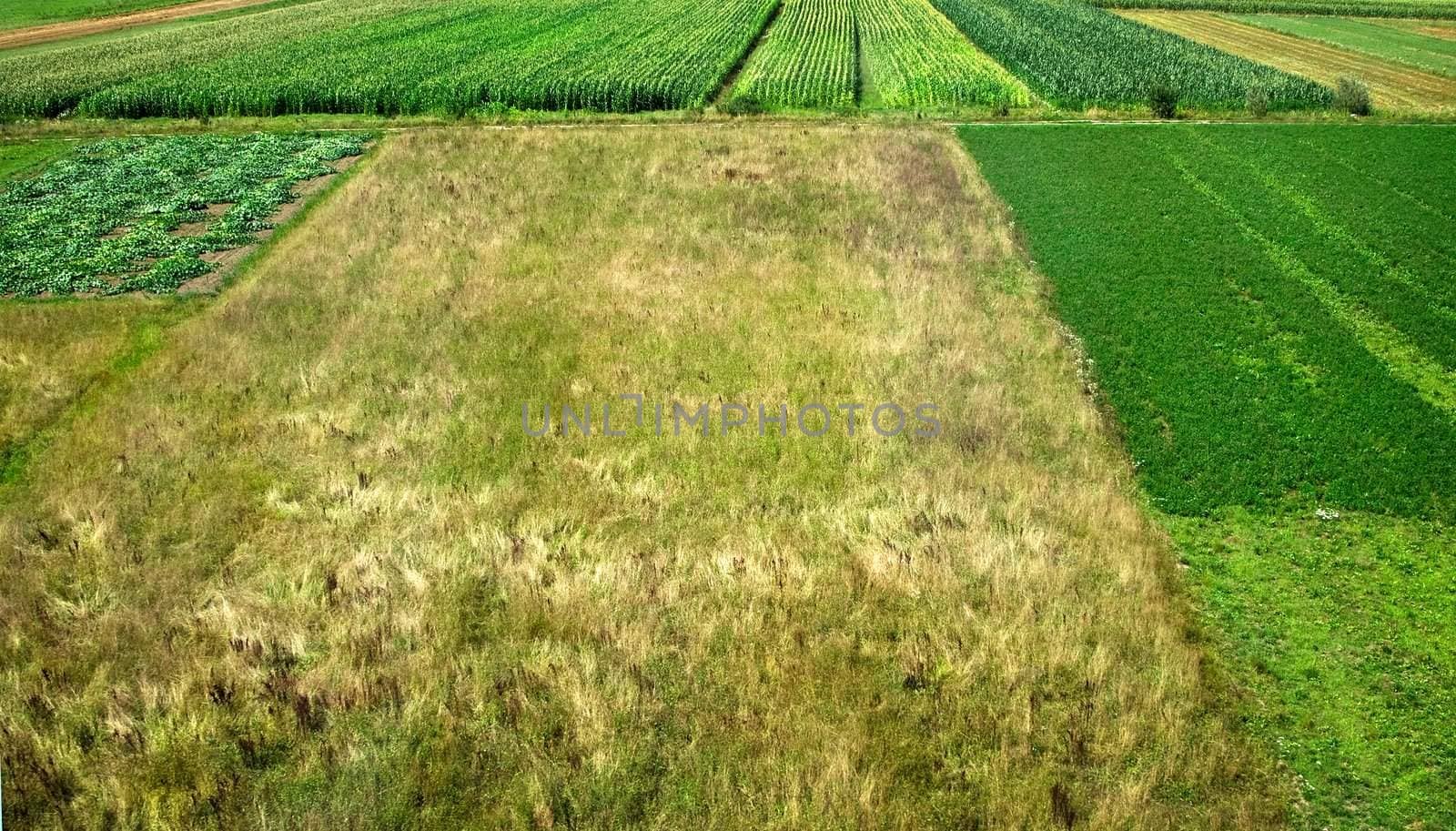 Green agricultural field at springtime