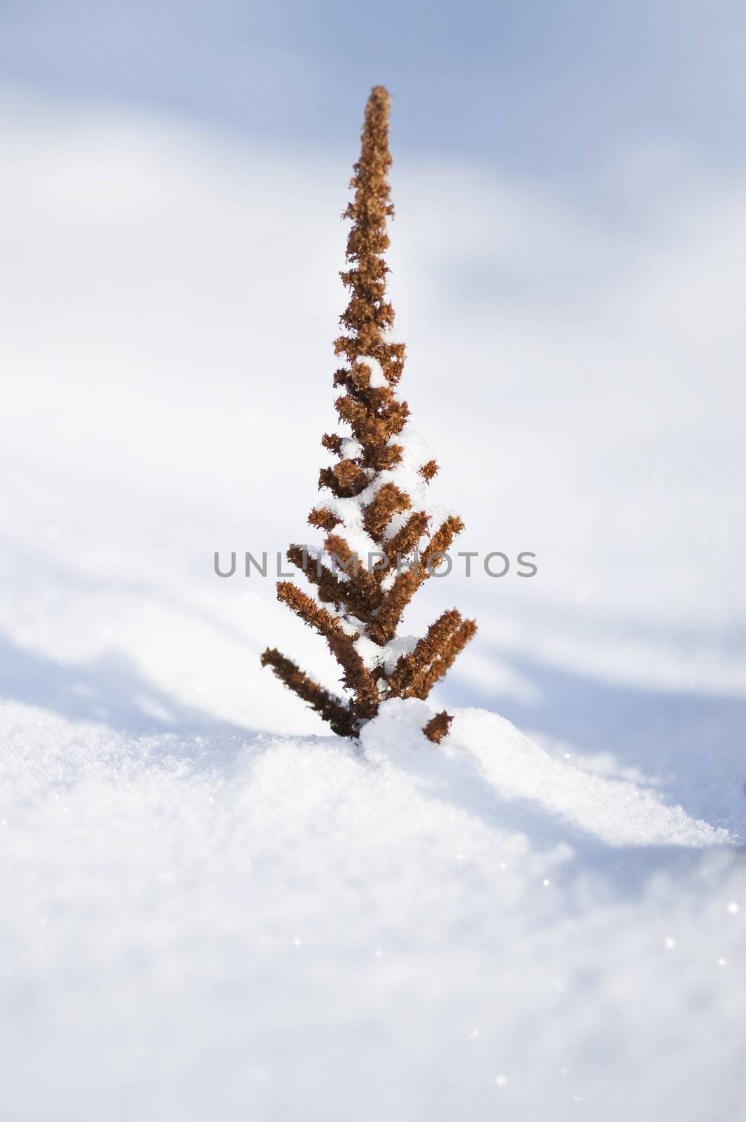 winter plant in deep sparkling snow