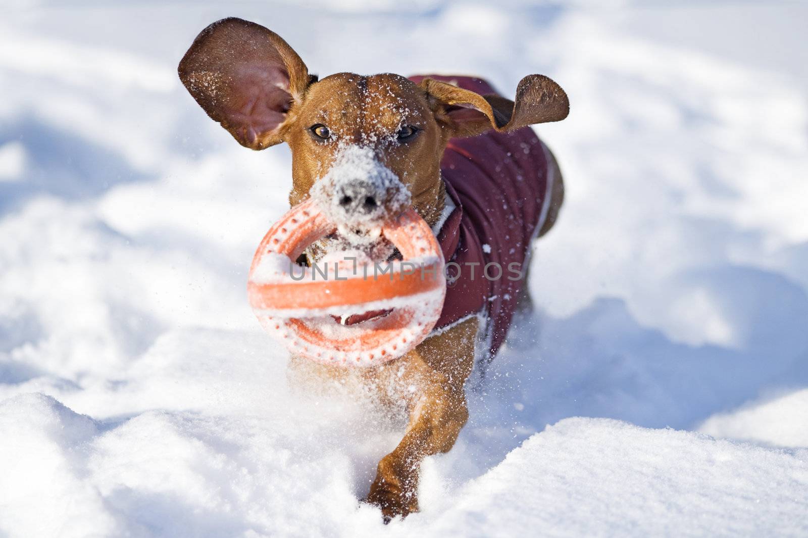 dachshund with toy runnin in the snow