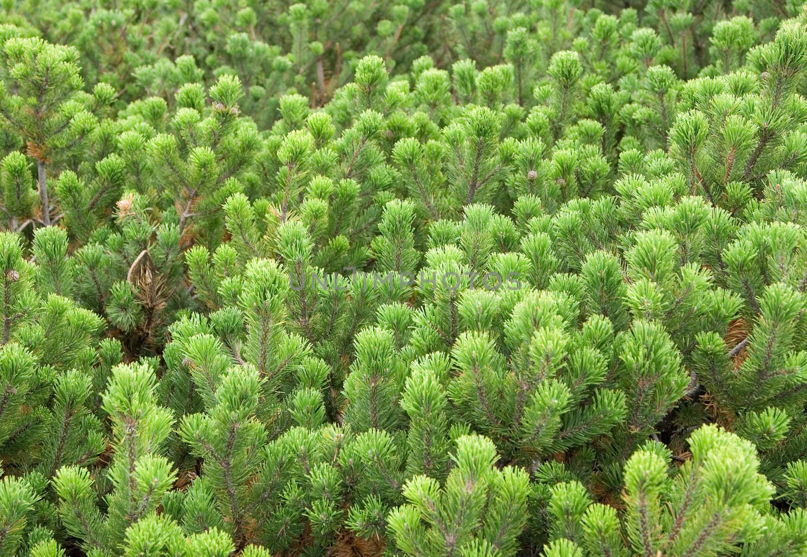 Green branch of the pine tree close up photo