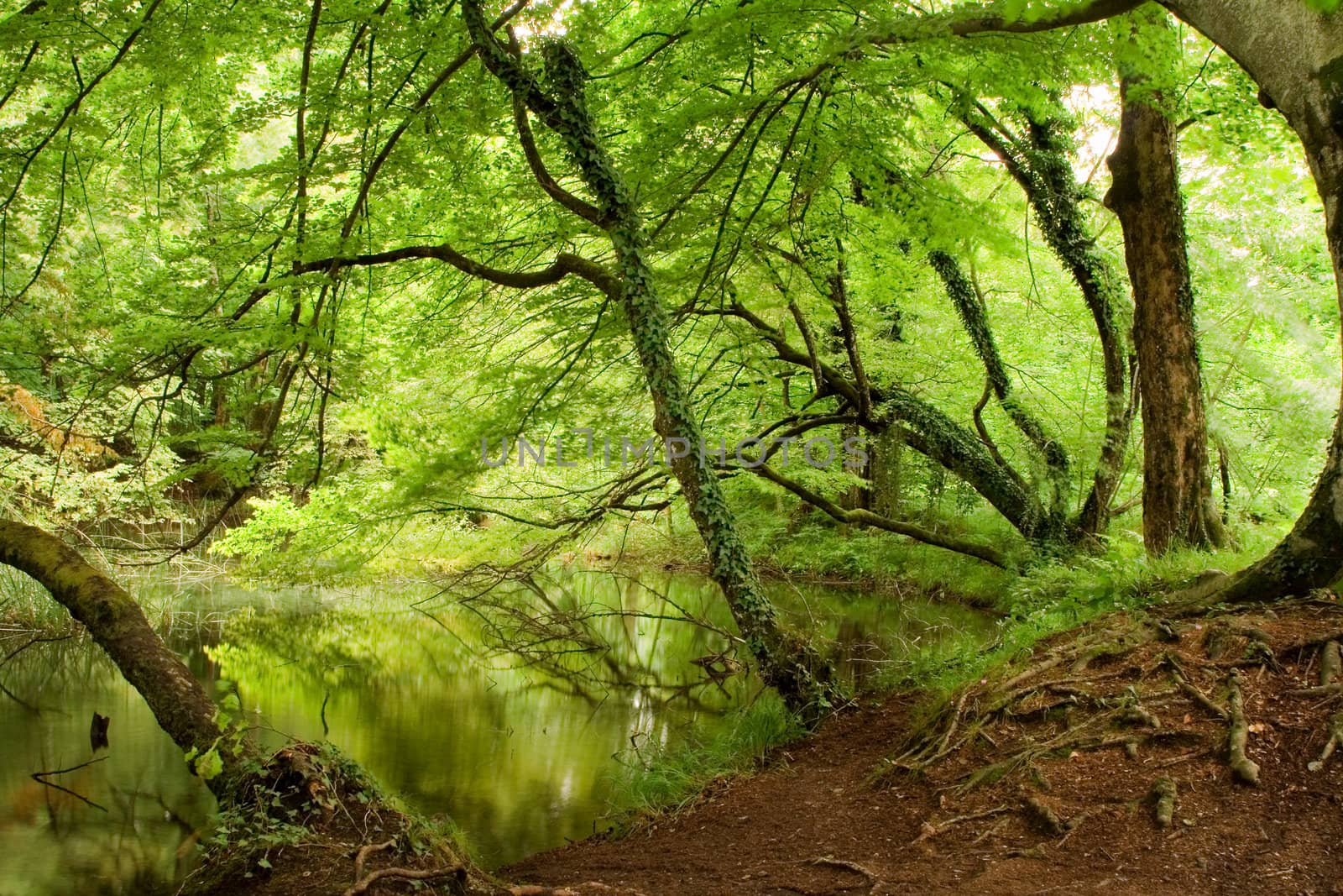 Landscape of a beautiful green lake in springtime