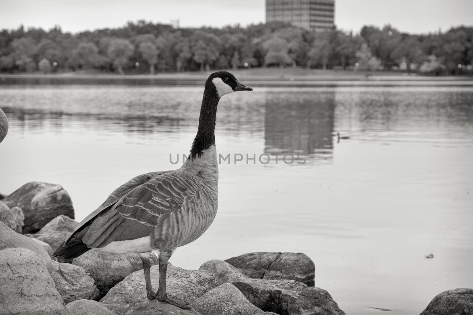 A Canadian goose with standing on the shores of Wascana lake