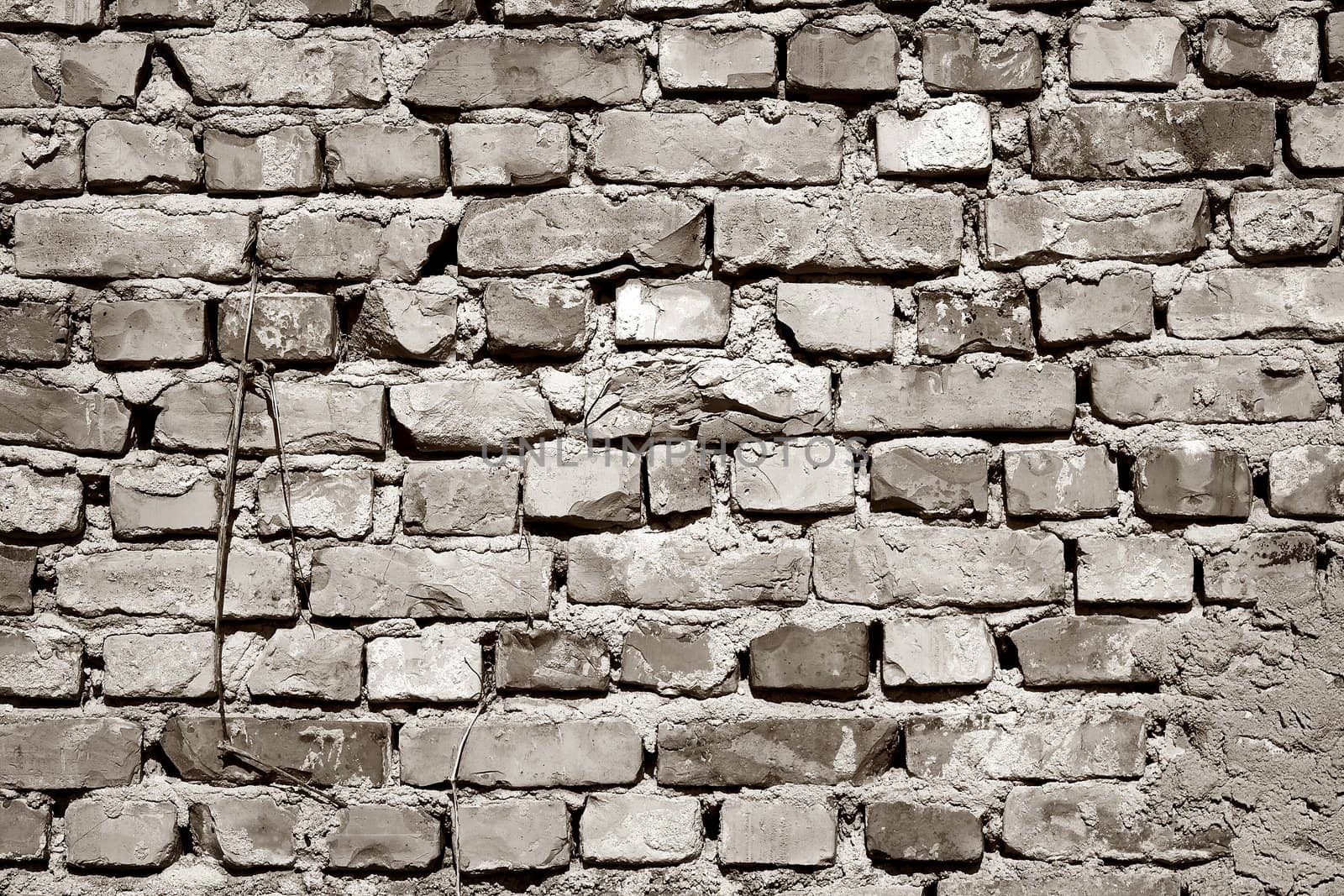Old brick wall by Lizard