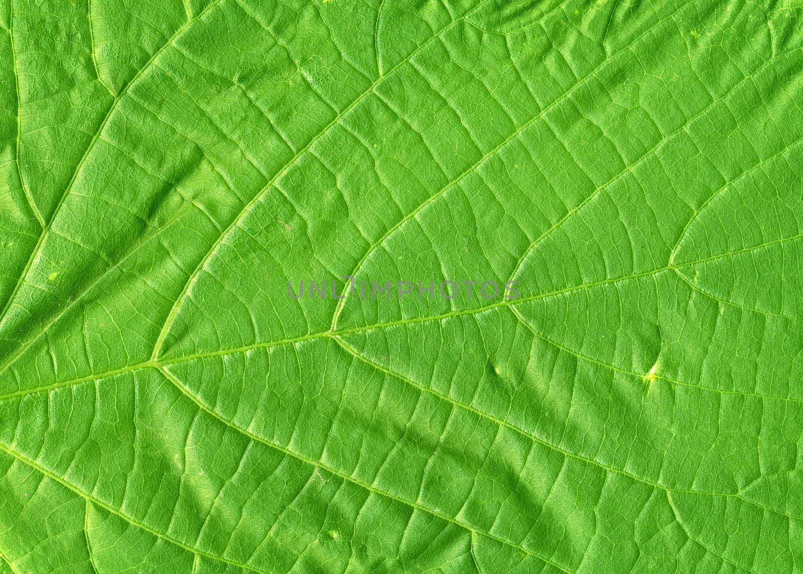 Macro of a green leaf in springtime