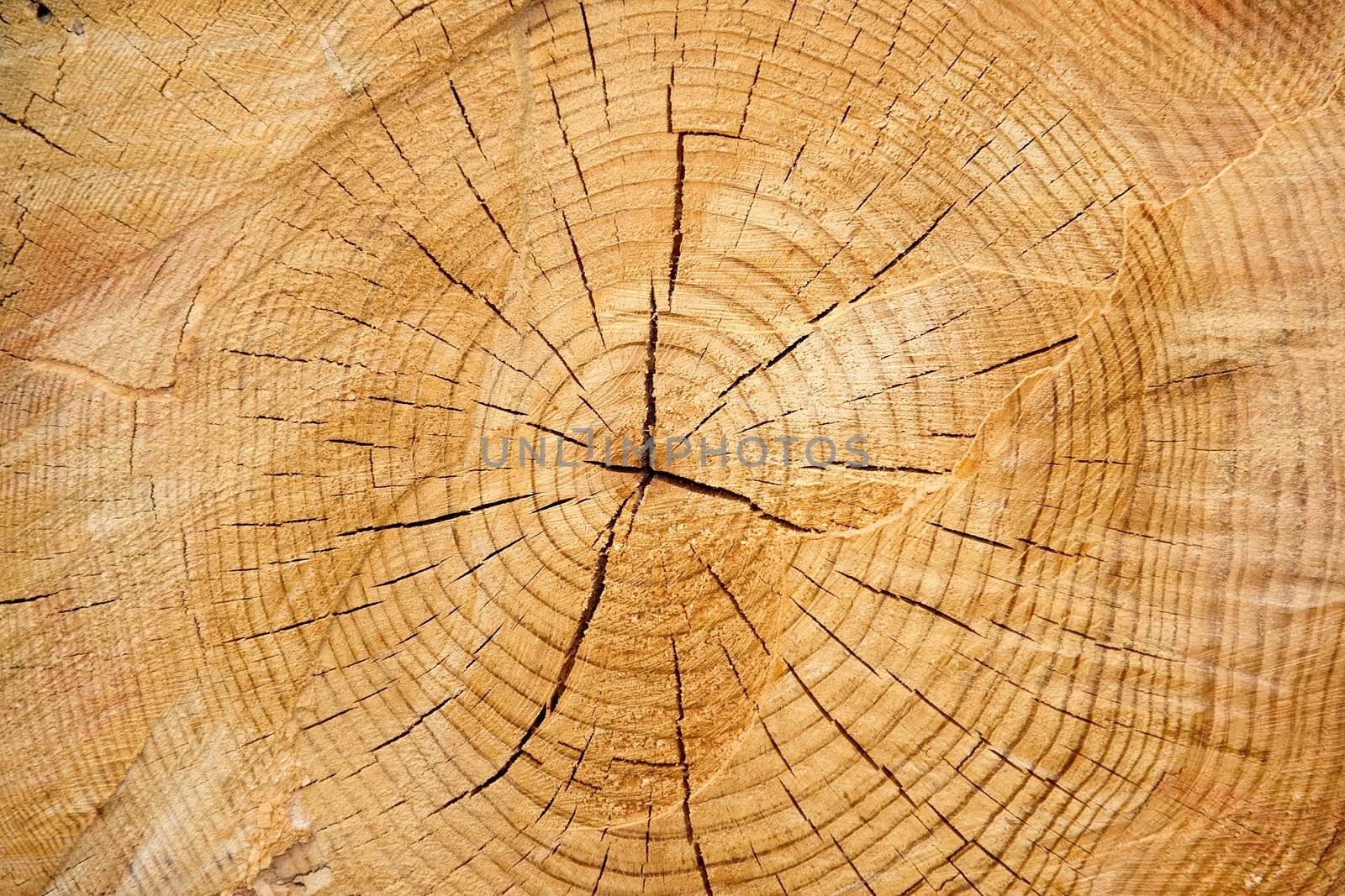 Wood rings , close up photo