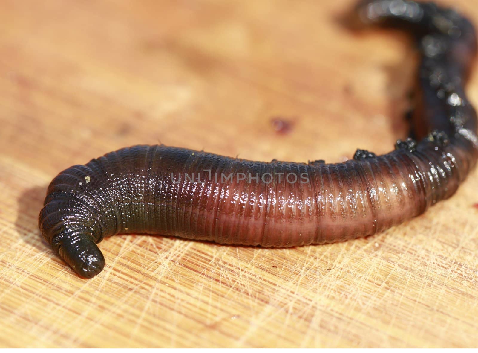 lugworm