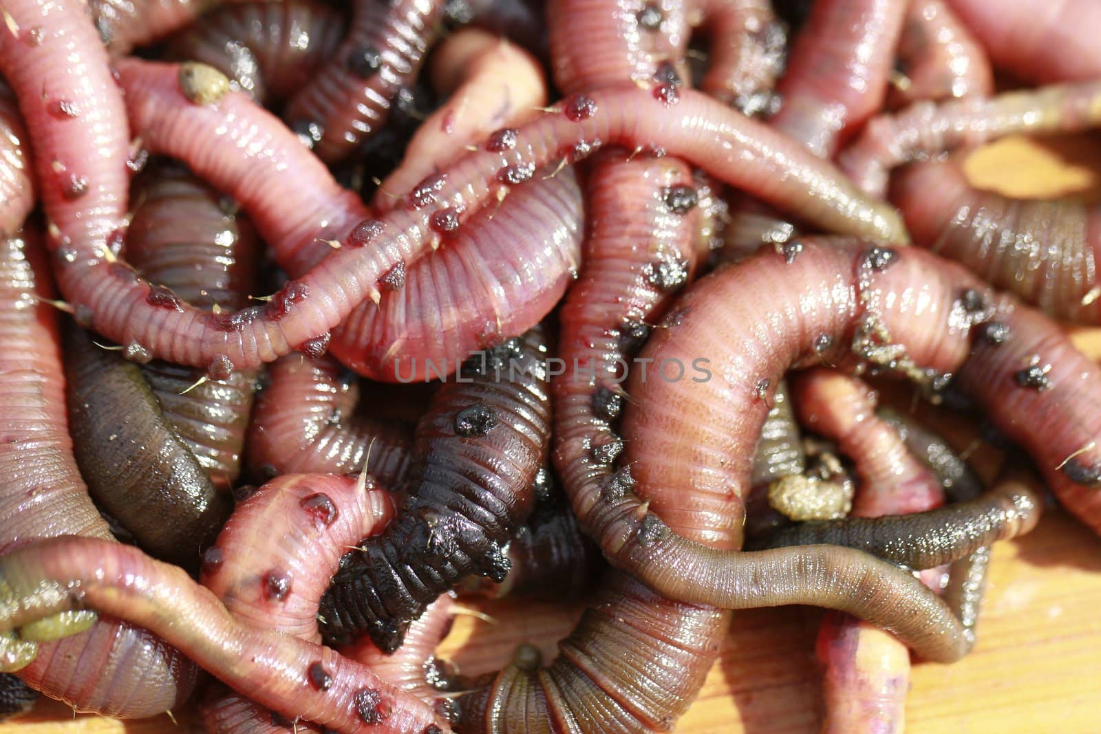 lugworm