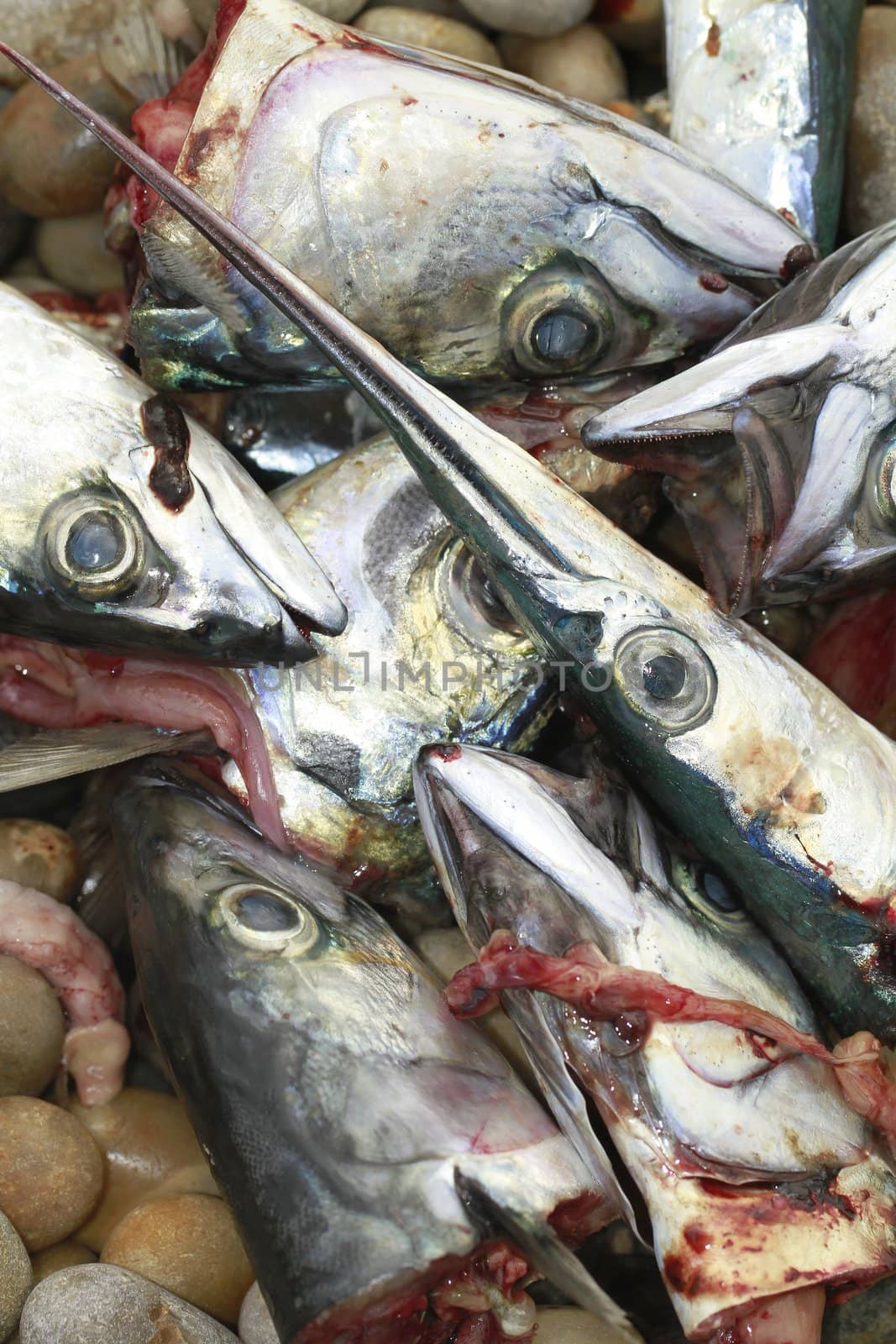 fish