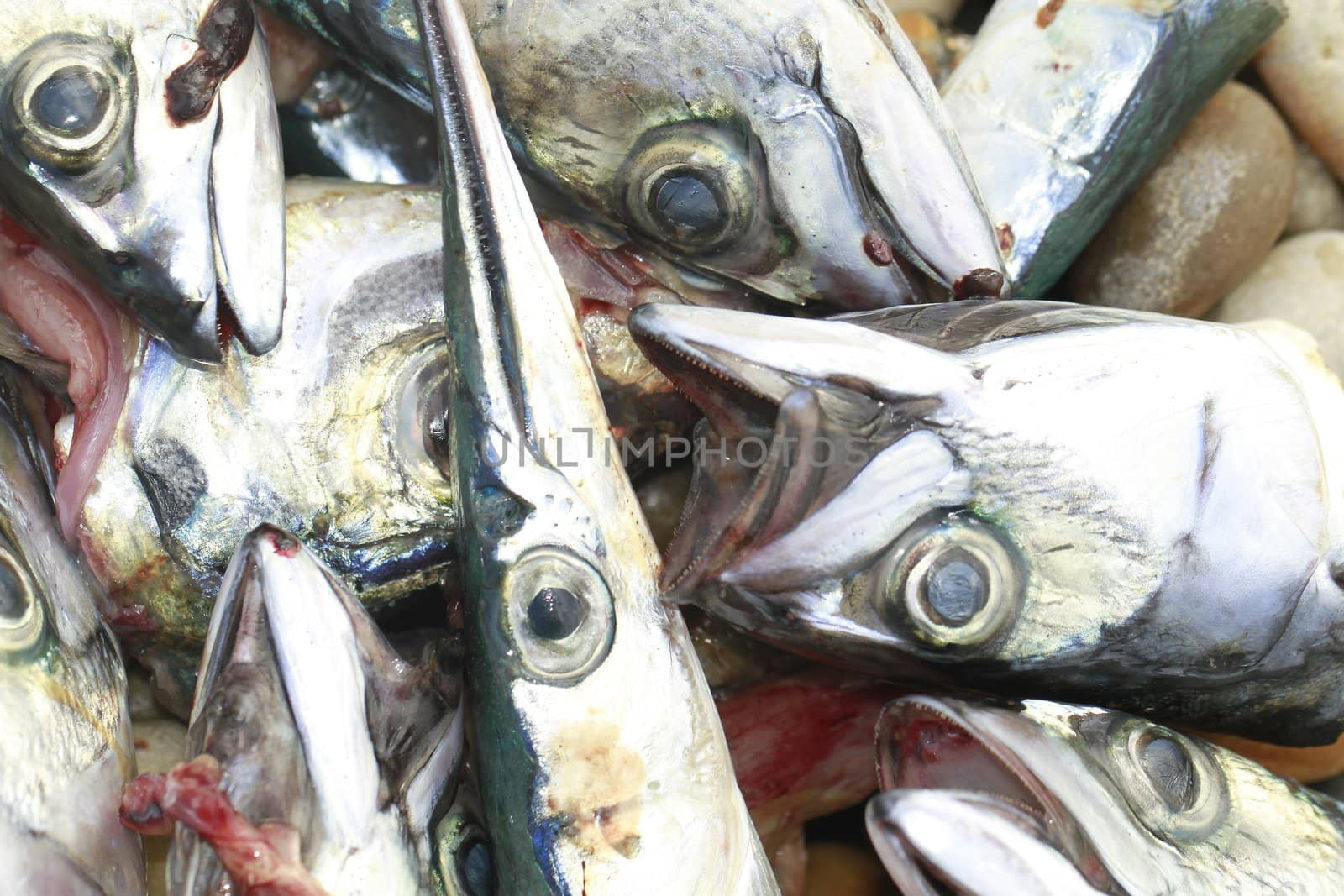 fish