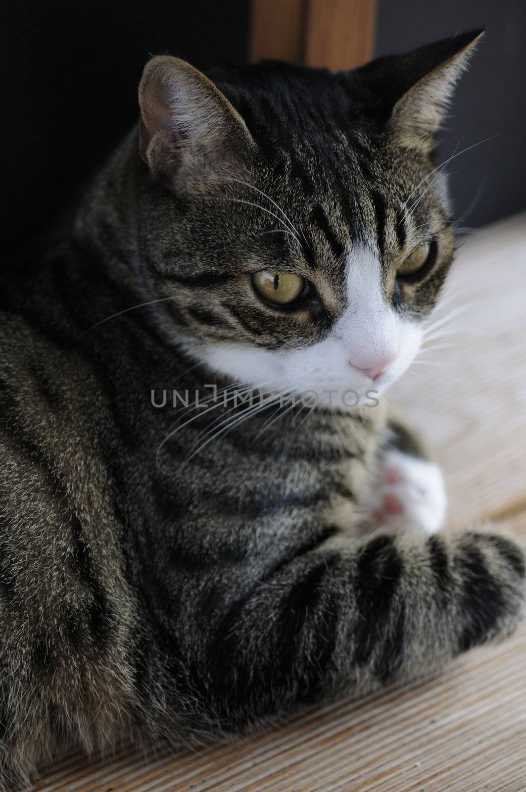 Shot of cute cat relaxing on balcony