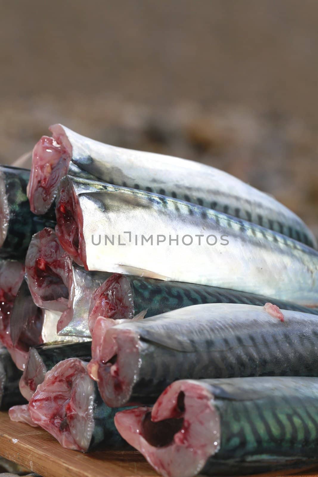 mackerel
