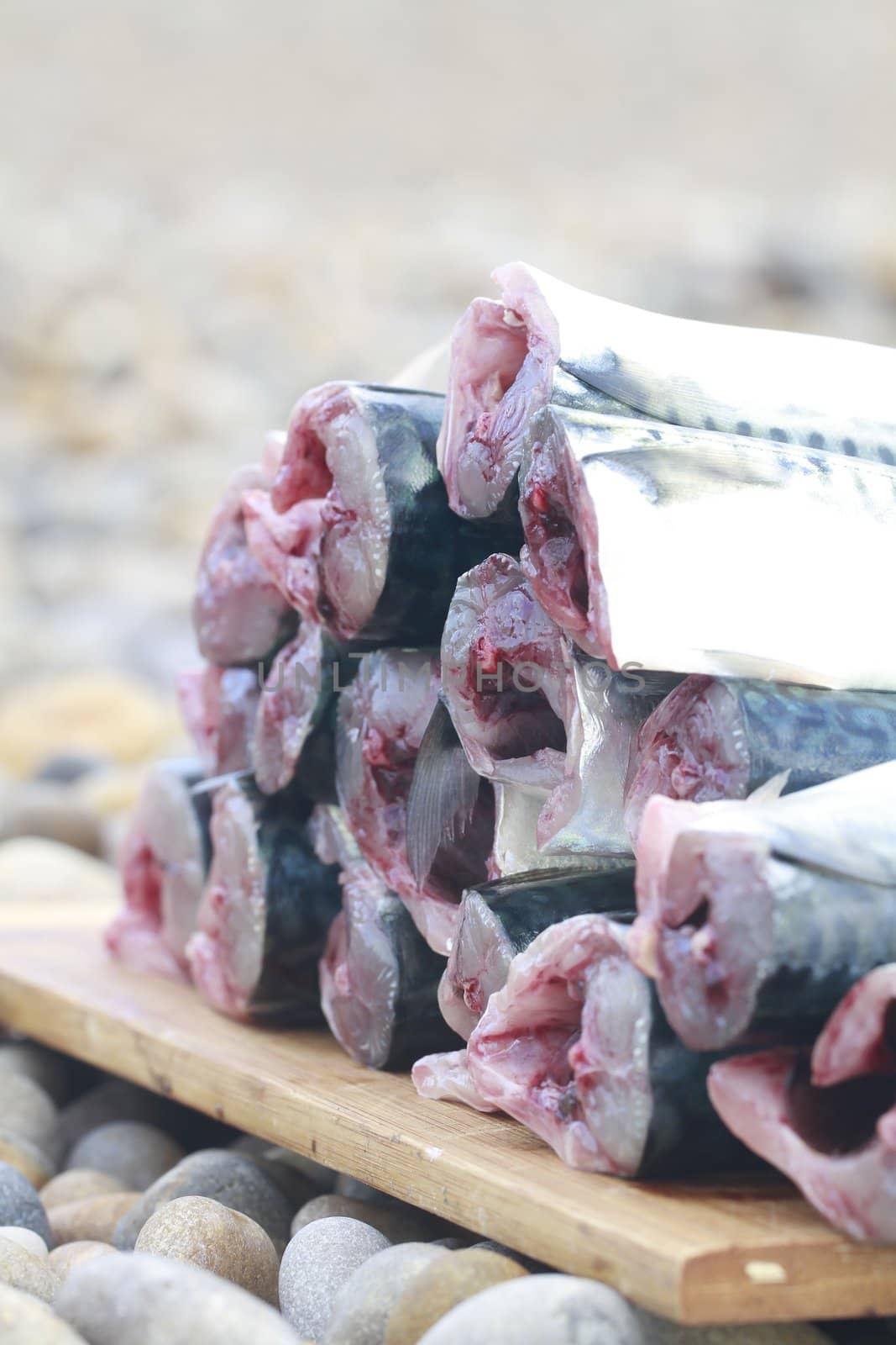 mackerel