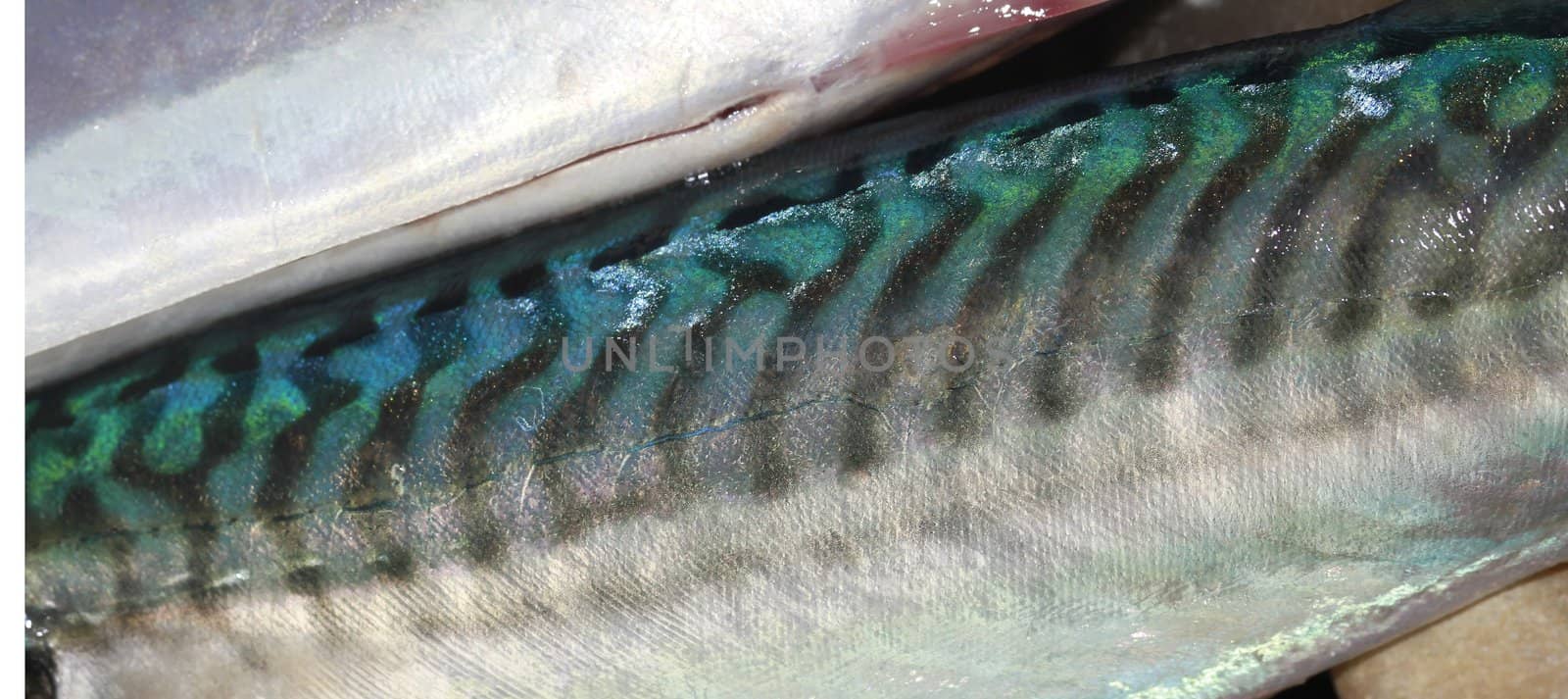 mackerel