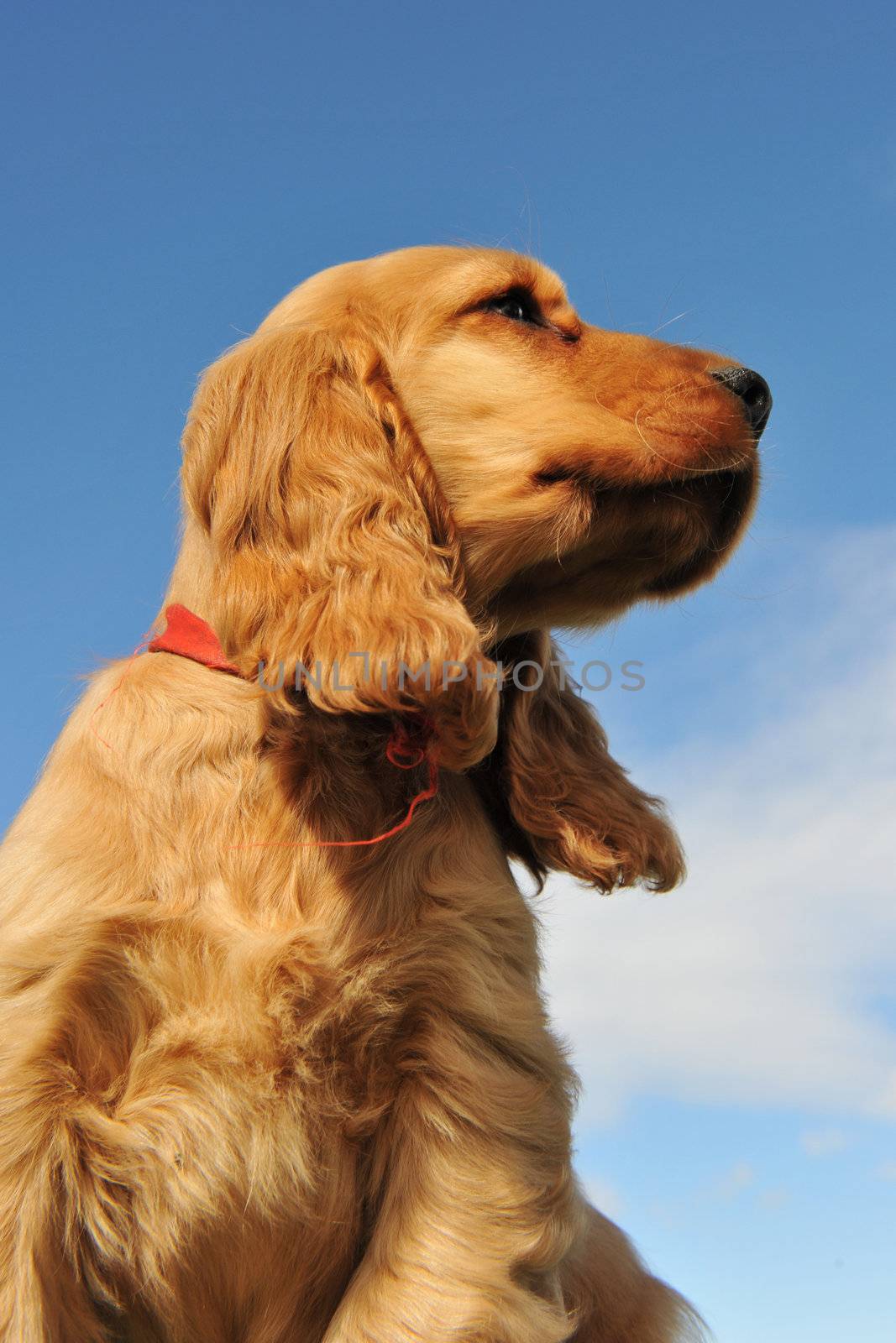 portrait of a puppy purebred english cocker on a blue sky
