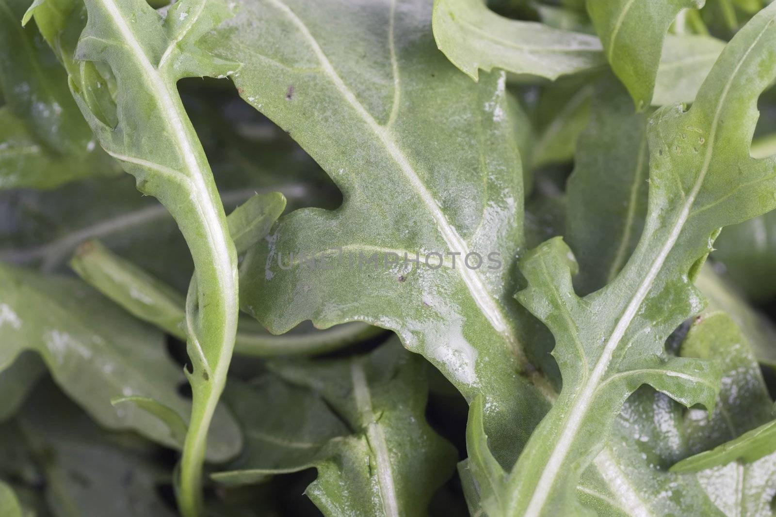 Close up of arugula lettuce leaves