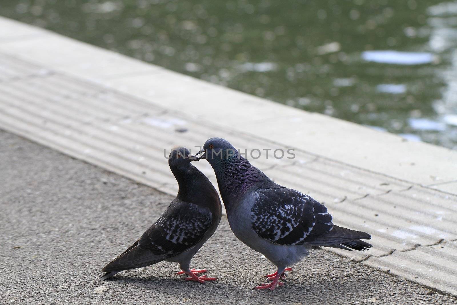 pigeon