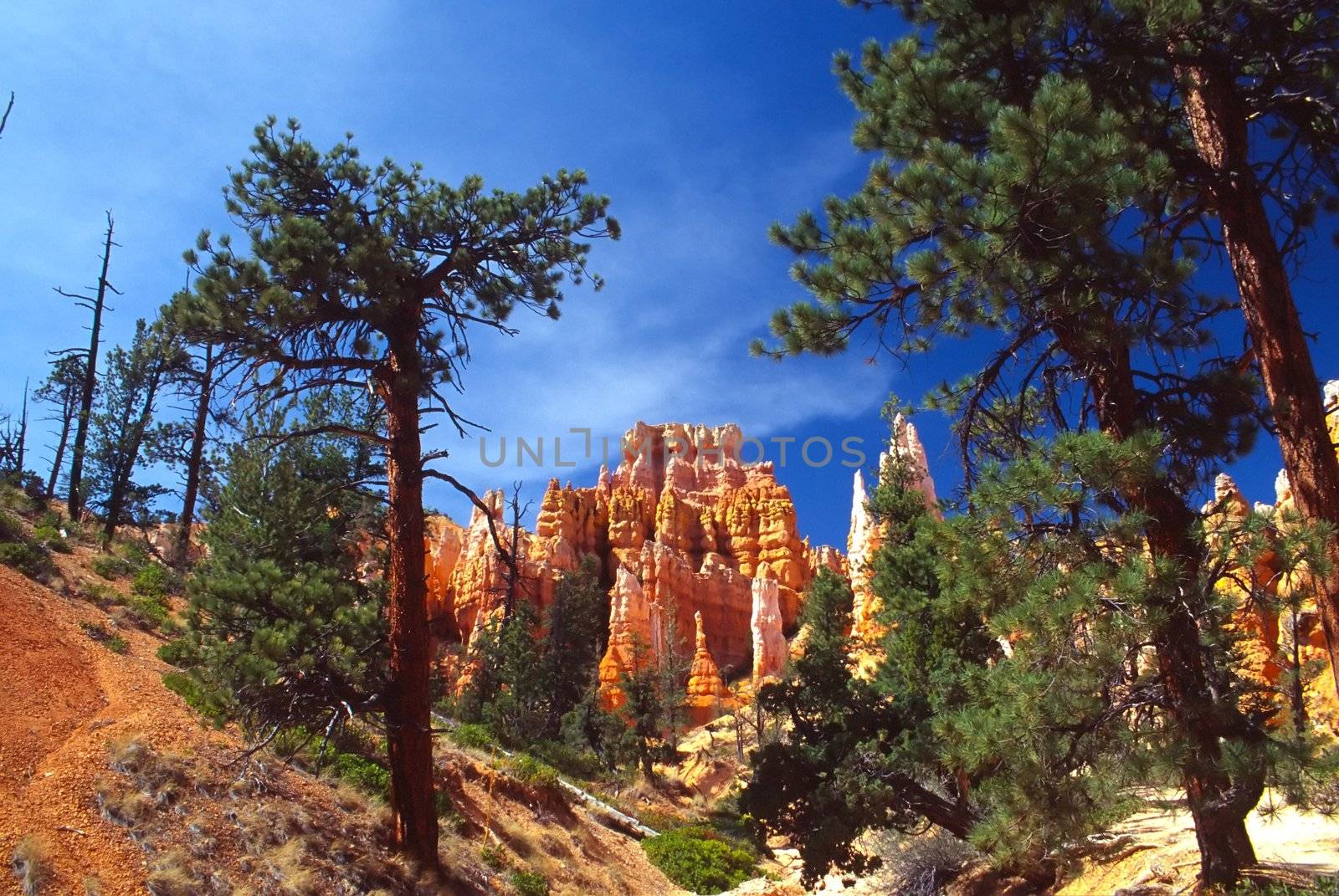 Bryce Canyon National Park is a national park located in southwestern Utah in the United States. Contained within the park is Bryce Canyon. Despite its name, this is not actually a canyon, but rather a giant natural amphitheater created by erosion along the eastern side of the Paunsaugunt Plateau. Bryce is distinctive due to its geological structures, called hoodoos, formed from wind, water, and ice erosion of the river and lakebed sedimentary rocks. The red, orange and white colors of the rocks provide spectacular views to visitors.