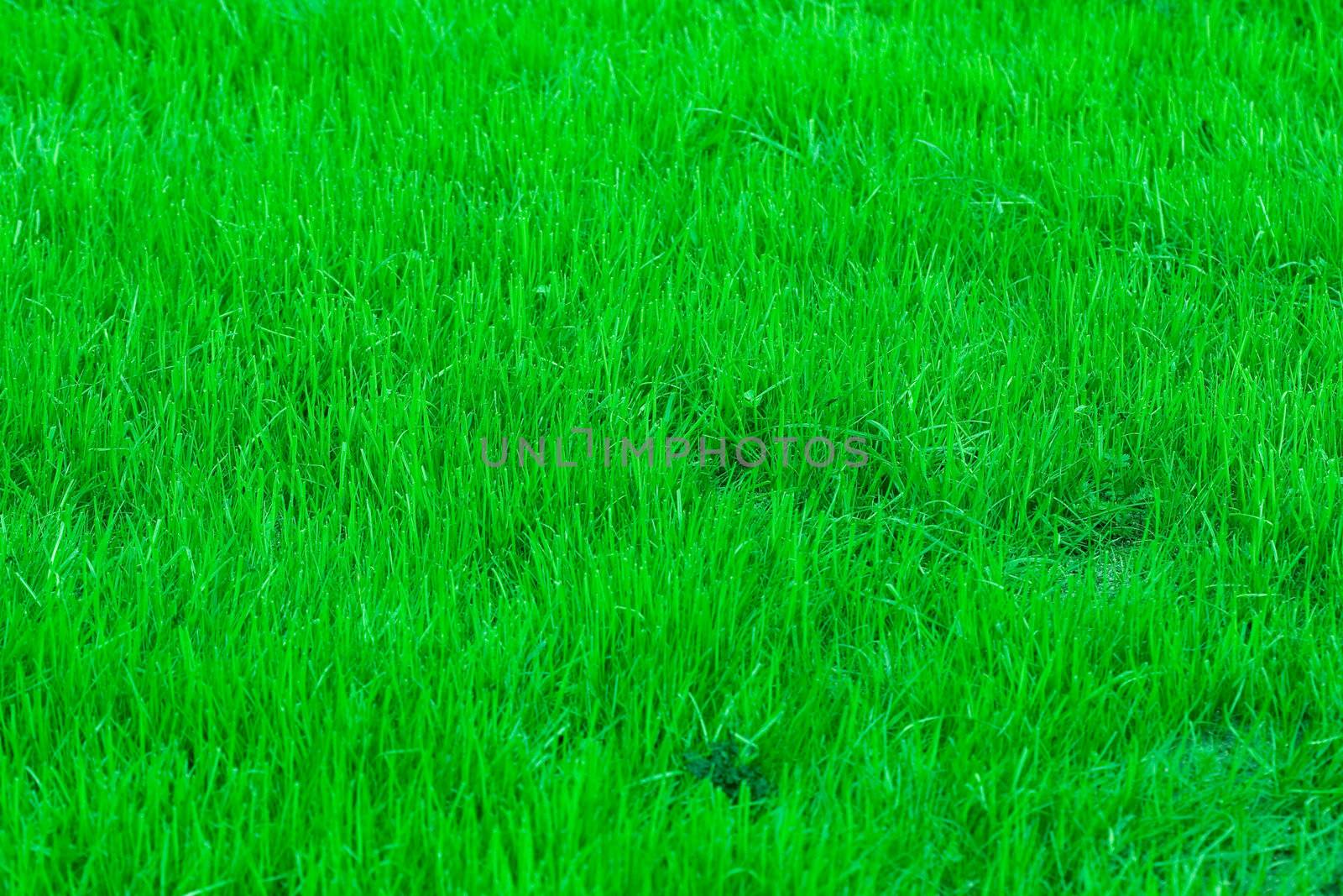 brigt poison green grass texture