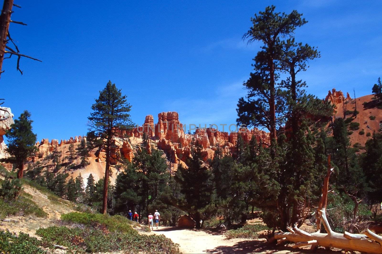 Bryce Canyon National Park is a national park located in southwestern Utah in the United States. Contained within the park is Bryce Canyon. Despite its name, this is not actually a canyon, but rather a giant natural amphitheater created by erosion along the eastern side of the Paunsaugunt Plateau. Bryce is distinctive due to its geological structures, called hoodoos, formed from wind, water, and ice erosion of the river and lakebed sedimentary rocks. The red, orange and white colors of the rocks provide spectacular views to visitors.