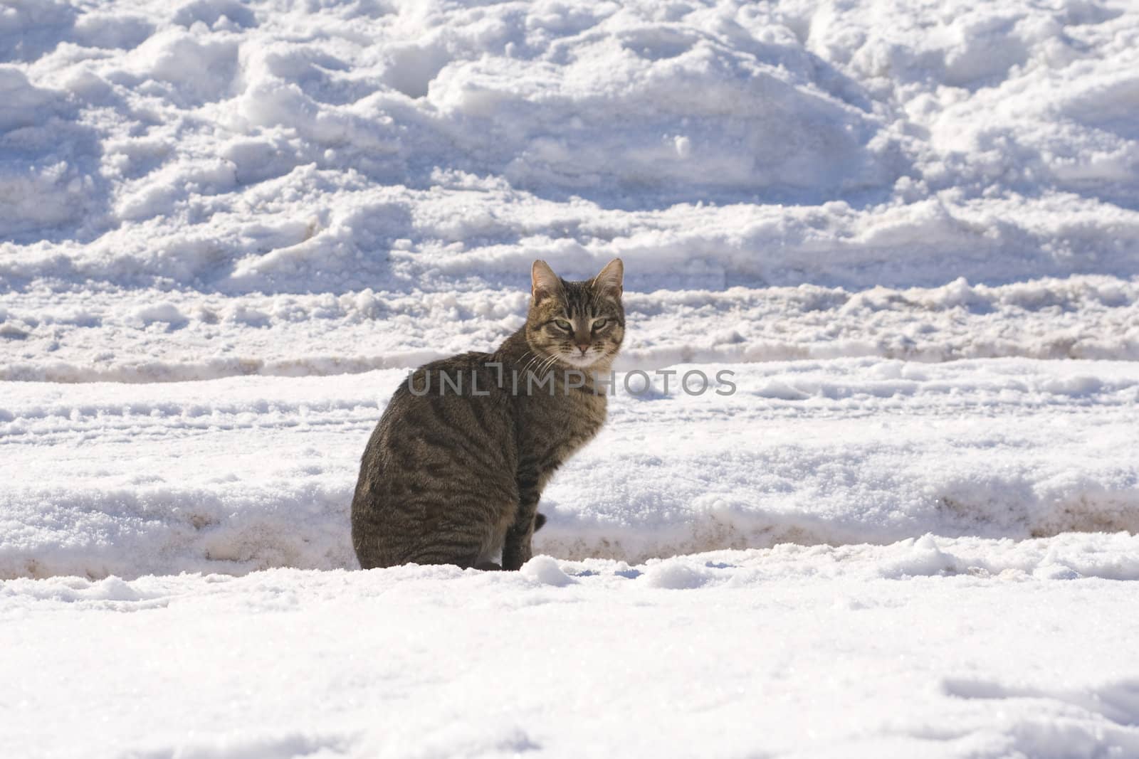Tabby cat sitting on a snow covered road
