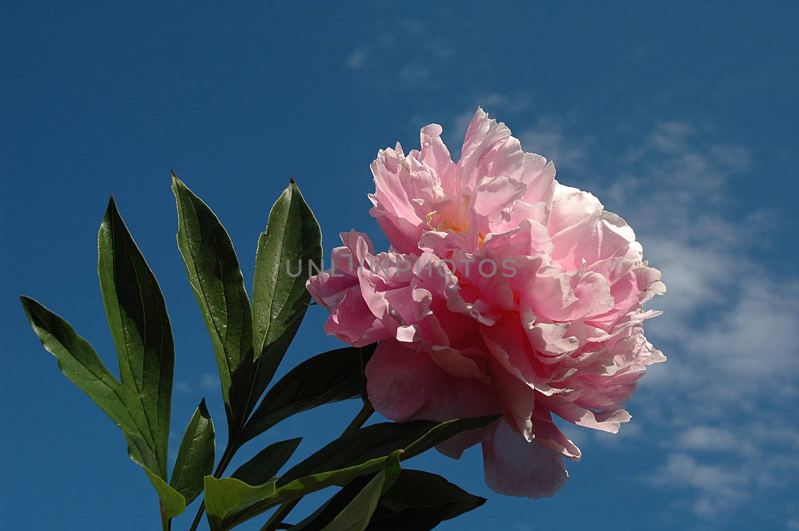 Pink peony against background of blue sky
