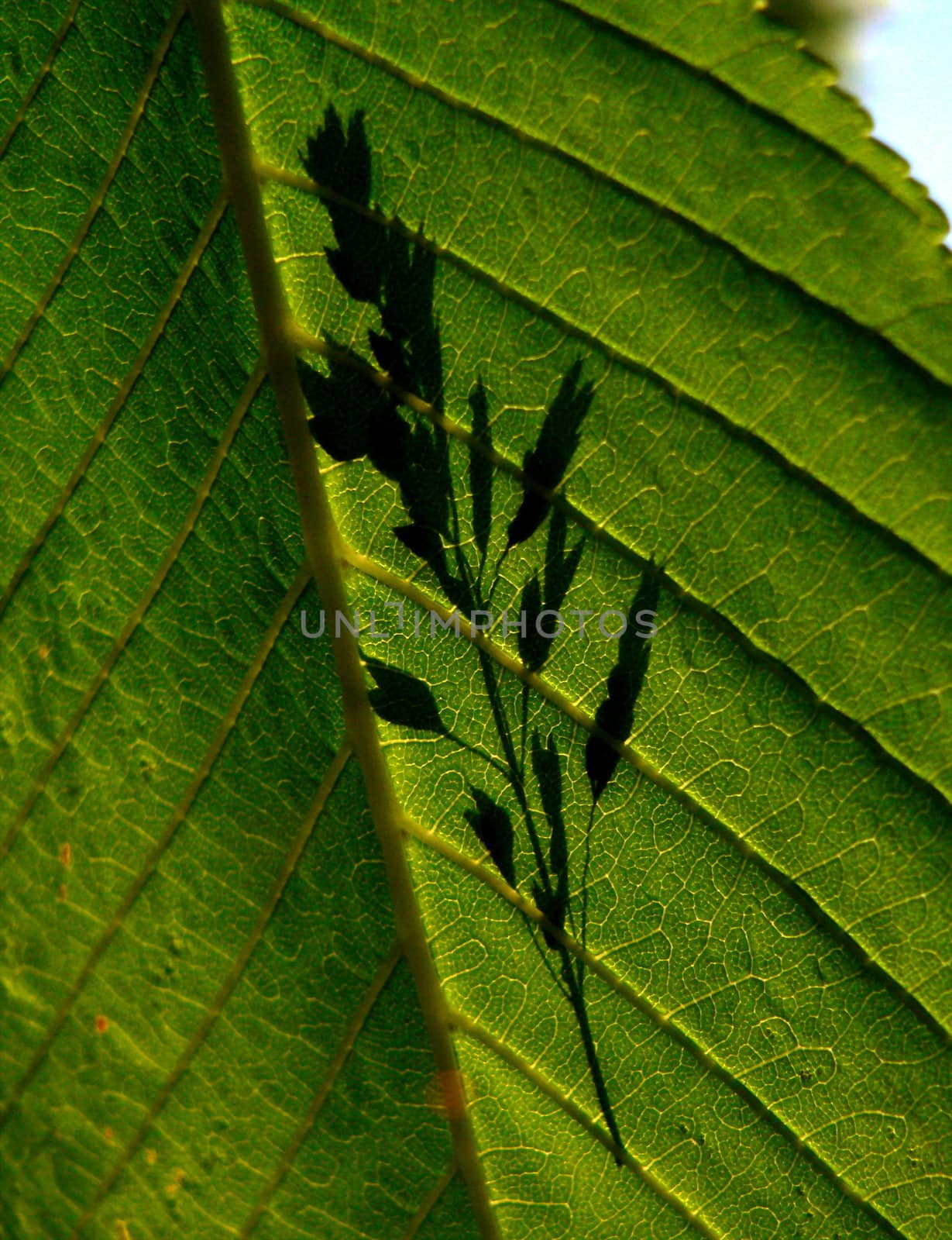 Green leaf with shadow of grass