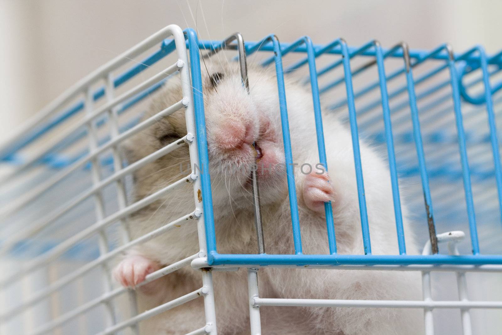 syrian hamster gnawing rods of a cage