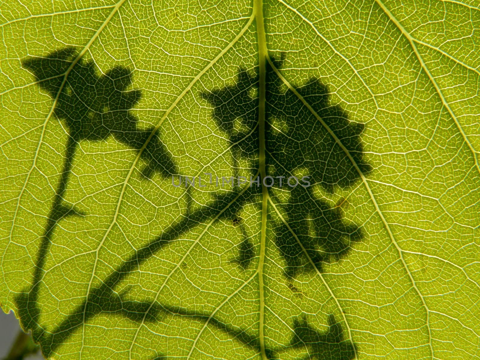 Green leaf with shadow of flower
