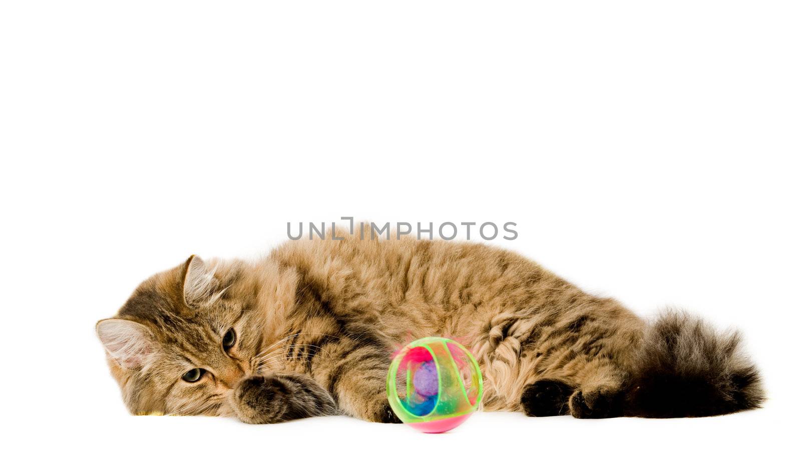 Young long haired cat is playing with his ball