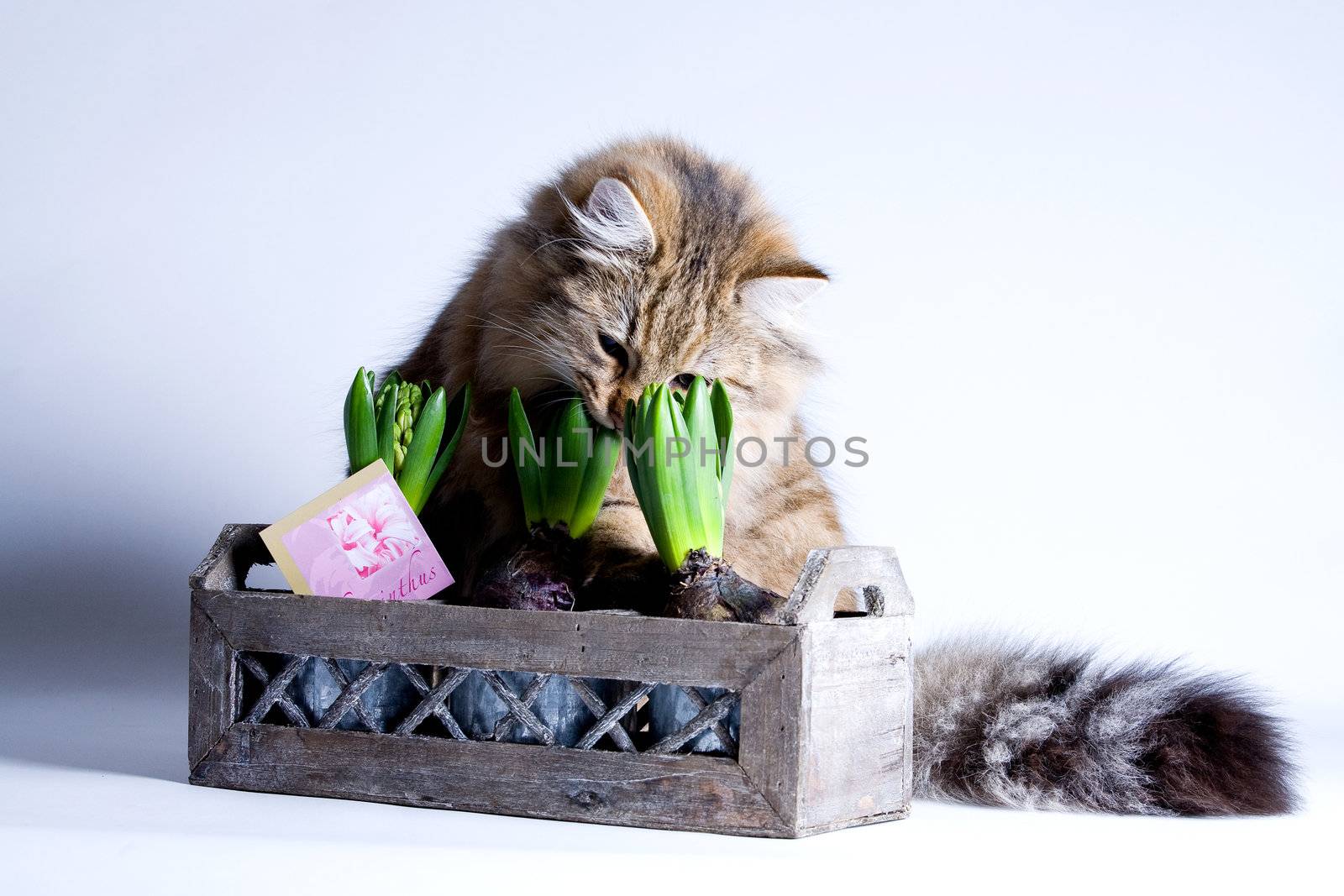 Young beautiful cat sitting behind a flower and eating the leafs