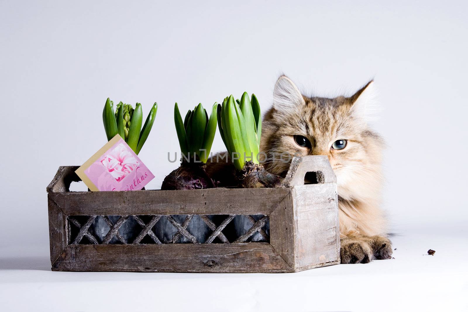 Young long haired cat laying behind the flowers