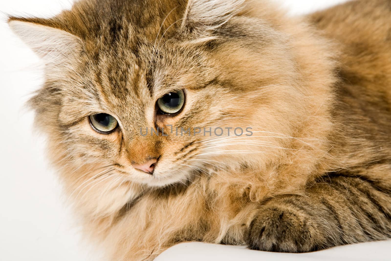 close up portrait of a beautiful young domestic cat on a white background.