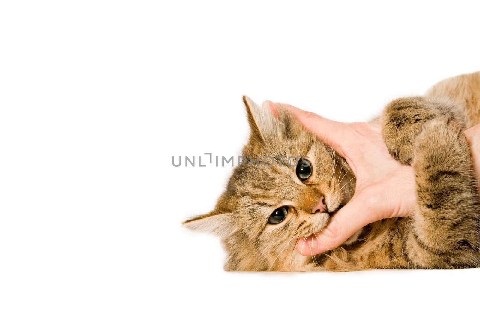 young beaufiful cat is laying down on a white background hugging the hand.