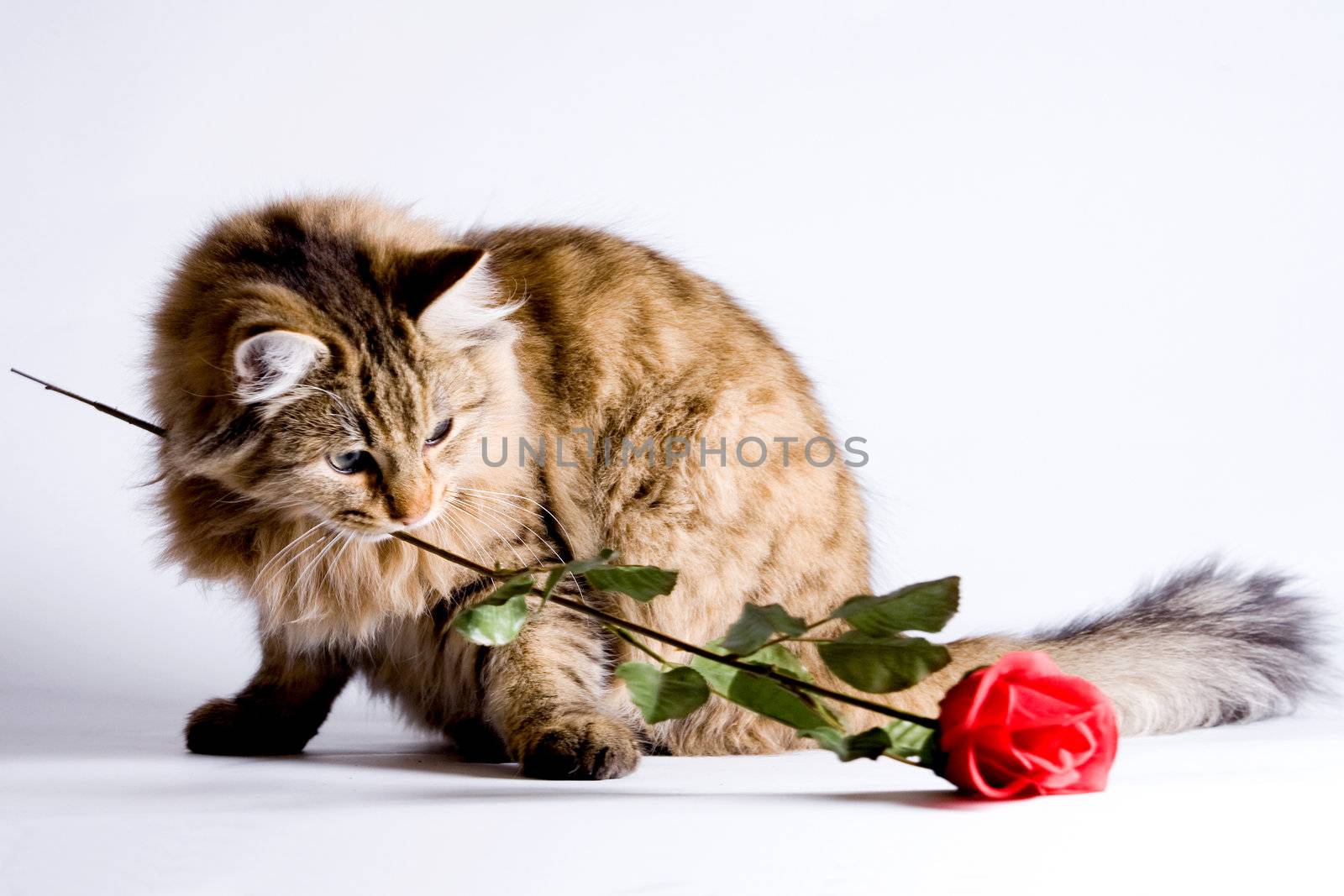 Young cat is bringing a rose for valentine's day.